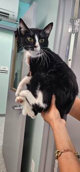 Momma -  Domestic Short Hair Cat for Adoption in Athens, Tennessee - Momma | PetCurious