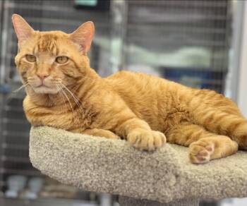 Copper -  Domestic Short Hair Cat for Adoption in Blaine, Minnesota - Copper | PetCurious