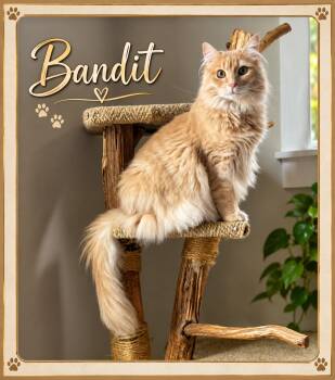 Meet Bandit - Your Golden Boy -  Tabby Cat for Adoption in Laurel, Maryland - Meet Bandit - Your Golden Boy | PetCurious