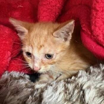 Rescue Tabby Cats for Adoption - Sam | PetCurious