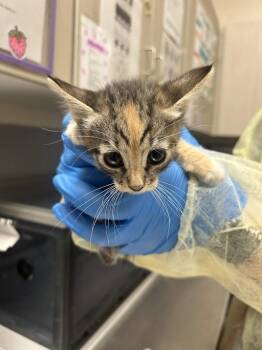 BLAZE THE CAT -  Domestic Short Hair Cat for Adoption in Las Vegas, Nevada - BLAZE THE CAT | PetCurious