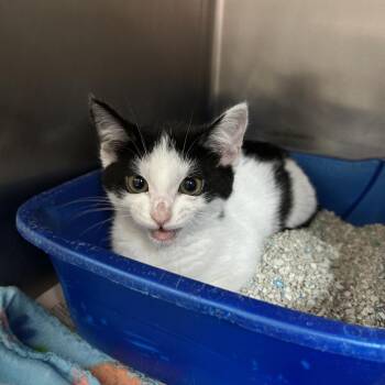 Oreo -  Domestic Short Hair Cat for Adoption in Newport, North Carolina - Oreo | PetCurious