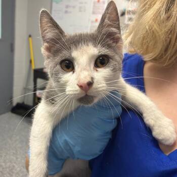 Fanta / Kilo -  Domestic Short Hair Cat for Adoption in Greenville, South Carolina - Fanta / Kilo | PetCurious