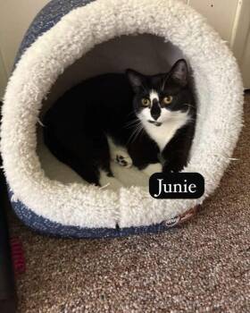 Domestic Short Hair Cats Available for Adoption - Junie | PetCurious