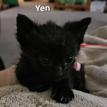 Yen -  Domestic Short Hair Cat for Adoption in Durango, Colorado - Yen | PetCurious