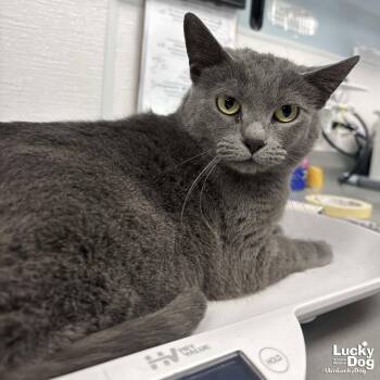 Domestic Short Hair Cats Available for Adoption in Washington, District Of Columbia - Gracie | PetCurious
