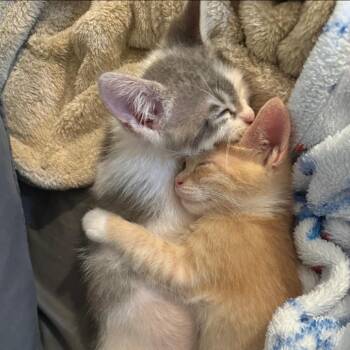 Domestic Short Hair Cats Available for Adoption in Westminster, California - Isaac | PetCurious