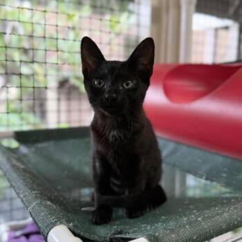 Domestic Short Hair Cats Available for Adoption - Katara | PetCurious