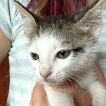 Beetle -  Domestic Short Hair Cat for Adoption in Long Beach, California - Beetle | PetCurious