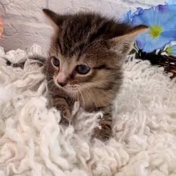 Marrone -  Domestic Short Hair Cat for Adoption in Harrisonburg, Virginia - Marrone | PetCurious