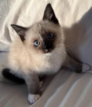 Snowshoe and Domestic Short Hair Cats Available for Adoption in Hood River, Oregon - Candace | PetCurious