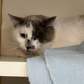 Domestic Short Hair Cats Available for Adoption in Idaho Falls, Idaho - Barn Cat (Buttons) | PetCurious