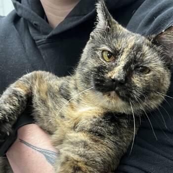 Rescue Domestic Short Hair Cats for Adoption in Fairfax Station, Virginia - Jennie | PetCurious