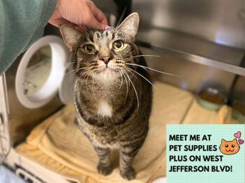 TILLY -  Domestic Short Hair Cat for Adoption in Fort Wayne, Indiana - TILLY | PetCurious