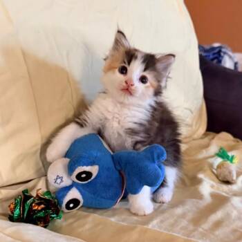 Domestic Long Hair Cats Available for Adoption in Houston, Texas - Ash | PetCurious