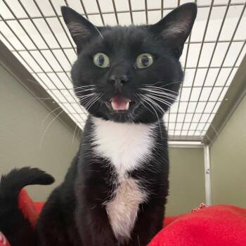 American Shorthair Cats Available for Adoption in Riverwoods, Illinois - Tucker | PetCurious