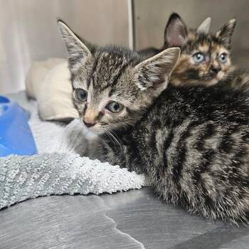 Doe -  Domestic Short Hair Cat for Adoption in Ridgely, Maryland - Doe | PetCurious