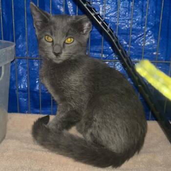 Vlad (FKA Candy 3) -  Domestic Short Hair Cat for Adoption in Midland, Texas - Vlad (FKA Candy 3) | PetCurious