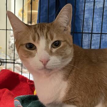 Peaches (with Maximus) -  Domestic Short Hair Cat for Adoption in Swanzey, New Hampshire - Peaches (with Maximus) | PetCurious
