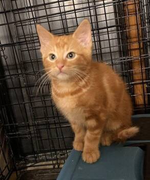 Jackson -  Domestic Short Hair Cat for Adoption in St. Peters, Missouri - Jackson | PetCurious