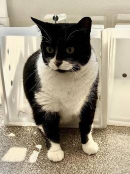 Oink -  Domestic Short Hair Cat for Adoption in Mason, Michigan - Oink | PetCurious