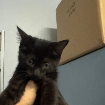 Buc-ee -  Domestic Short Hair Cat for Adoption in Port Charlotte, Florida - Buc-ee | PetCurious