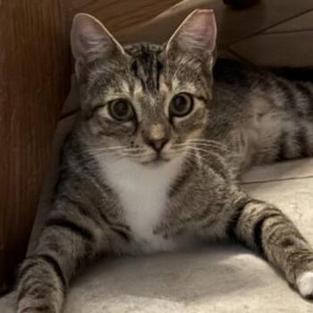 Dove -  Domestic Short Hair Cat for Adoption in Tampa, Florida - Dove | PetCurious