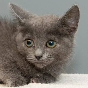 Lil -  Domestic Short Hair Cat for Adoption in Troy, Ohio - Lil | PetCurious
