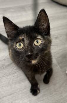 Rescue Domestic Short Hair Cats for Adoption in Irondequoit, New York - Vivian | PetCurious