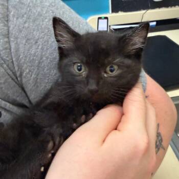 Domestic Short Hair Cats Available for Adoption in Ardmore, Oklahoma - Fireball | PetCurious