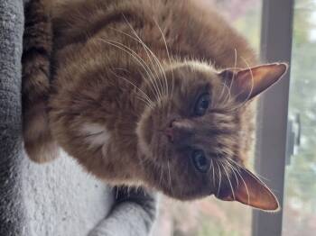 Rescue Domestic Short Hair Cats for Adoption in Greensburg, Pennsylvania - Keekers | PetCurious