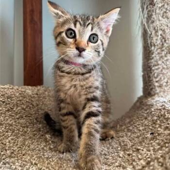 Gladys -  Tabby Cat for Adoption in Grand Rapids, Michigan - Gladys | PetCurious