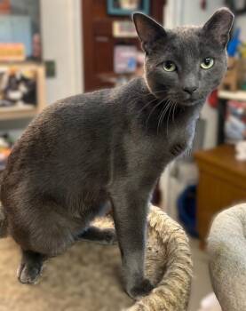Maverick  -  Domestic Short Hair Cat Available for Adoption in Pottstown, Pennsylvania - Maverick  | PetCurious