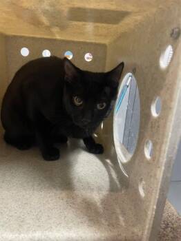 STINKY -  Domestic Short Hair Cat for Adoption in Tallahassee, Florida - STINKY | PetCurious
