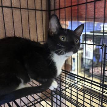 Spade -  Domestic Short Hair Cat for Adoption in Webster, Texas - Spade | PetCurious