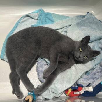 Princess Leia -  Domestic Short Hair Cat for Adoption in Gibsonia, Pennsylvania - Princess Leia | PetCurious
