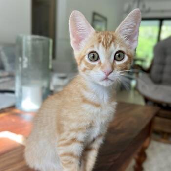 Tangelo -  Domestic Short Hair Cat Available for Adoption in Jupiter, Florida - Tangelo | PetCurious