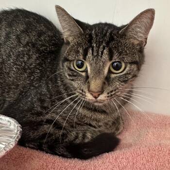 Arizona -  Domestic Short Hair Cat for Adoption in Greensboro, North Carolina - Arizona | PetCurious