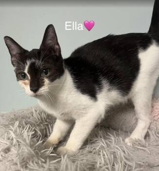 Rescue Domestic Short Hair Cats for Adoption in Peachtree City, Georgia - Ella | PetCurious
