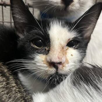 soup -  Domestic Short Hair Cat for Adoption in Yuma, Arizona - Soup | PetCurious