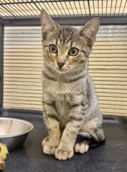 Chip -  Domestic Short Hair Cat for Adoption in Vero Beach, Florida - Chip | PetCurious