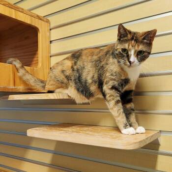 Domestic Short Hair Cats Available for Adoption - Georgia | PetCurious