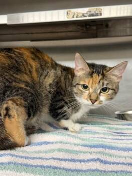 Domestic Short Hair Cats Available for Adoption in Pasadena, Texas - A184739 | PetCurious