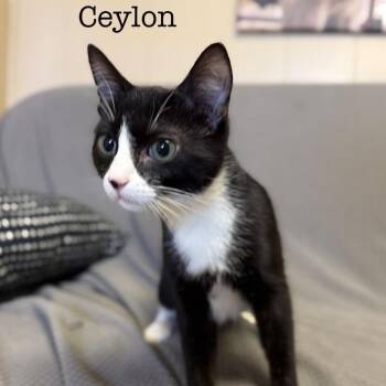 Domestic Short Hair Cats Available for Adoption - Ceylon *Meet Me At Eagan Petsmart* | PetCurious