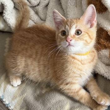 Calvin -  Domestic Short Hair Cat for Adoption in Washburn, Wisconsin - Calvin | PetCurious