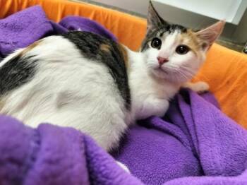 Rescue Calico Cats for Adoption in Parlier, California - Ruthie | PetCurious