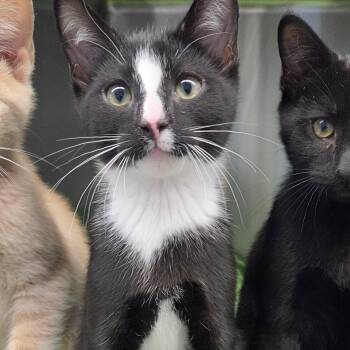 Domestic Short Hair Cats Available for Adoption in Warwick, Rhode Island - Cosmo | PetCurious
