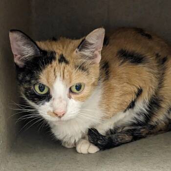 Yay -  Domestic Short Hair Cat for Adoption in Philadelphia, Pennsylvania - Yay | PetCurious