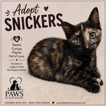 Snickers -  Domestic Short Hair Cat for Adoption in Byrdstown, Tennessee - Snickers | PetCurious