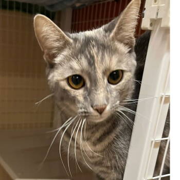 Rescue Domestic Short Hair Cats for Adoption in Blasdell, New York - Jade | PetCurious